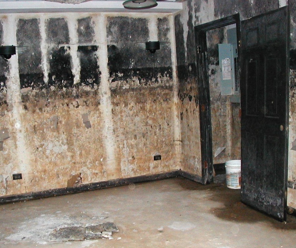 Where Do Mold Hazards Lurk? How to Avoid Exposure and Contamination ...