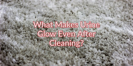 What Makes Urine Glow Blog Post