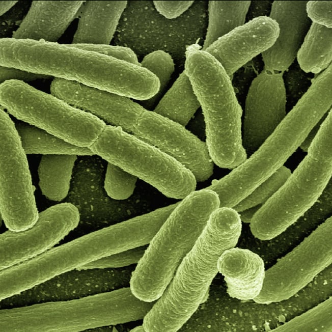bacteria-1