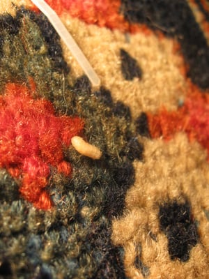 moth larva on rug